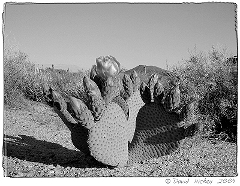 Small Cactus